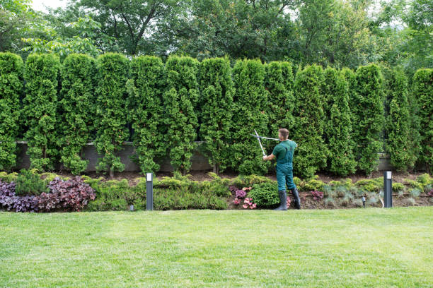 Best Pest Control for Lawns  in Pembroke, VA