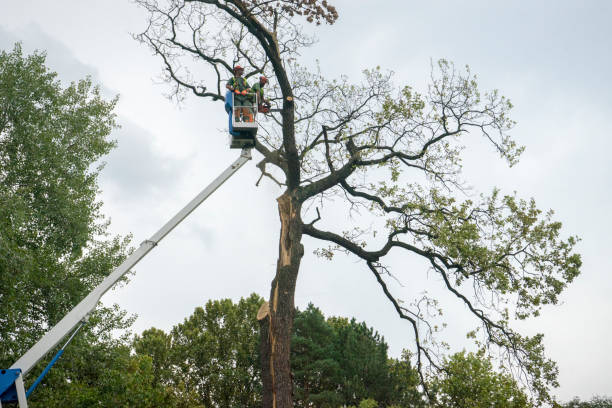  Pembroke, VA Tree Removal Pros