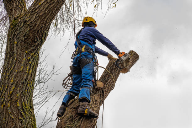 Trusted Pembroke, VA Tree Removal Experts