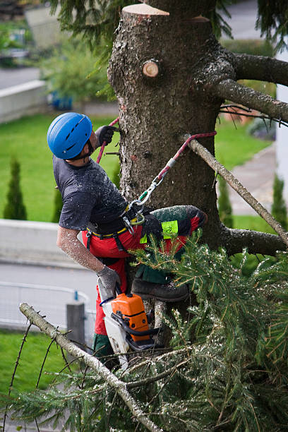 Best Tree Mulching  in Pembroke, VA