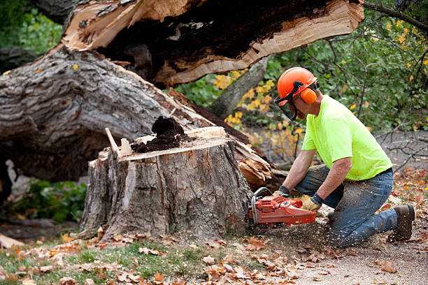 How Our Tree Care Process Works  in  Pembroke, VA